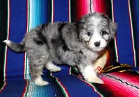 Lola, a female Miniature Aussiedoodle for sale in Charleston, AR – Photo 3 of 5