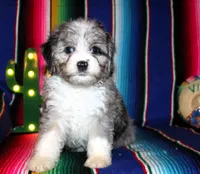 Lola, a female Miniature Aussiedoodle for sale in Charleston, AR – Photo 2 of 5