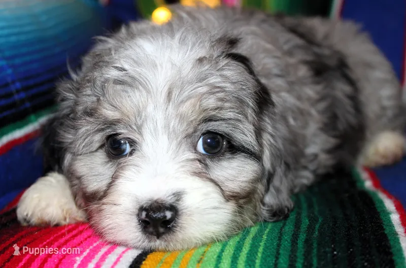 Lola, a female Miniature Aussiedoodle for sale in Charleston, AR – Photo 1 of 5