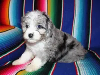 Lola, a female Miniature Aussiedoodle for sale in Charleston, AR – Photo 5 of 5