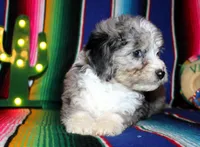 Lola, a female Miniature Aussiedoodle for sale in Charleston, AR – Photo 4 of 5