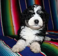 Anna, a female Miniature Aussiedoodle for sale in Charleston, AR – Photo 1 of 5