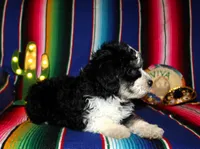 Anna, a female Miniature Aussiedoodle for sale in Charleston, AR – Photo 5 of 5