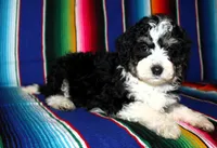 Anna, a female Miniature Aussiedoodle for sale in Charleston, AR – Photo 4 of 5