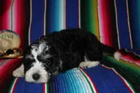 Anna, a female Miniature Aussiedoodle for sale in Charleston, AR – Photo 3 of 5