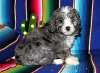 Olivia, a female Miniature Aussiedoodle for sale in Charleston, AR – Photo 4 of 5