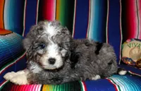 Olivia, a female Miniature Aussiedoodle for sale in Charleston, AR – Photo 3 of 5