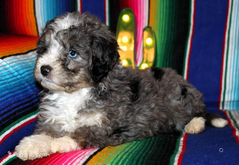 Olivia, a female Miniature Aussiedoodle for sale in Charleston, AR – Photo 1 of 5