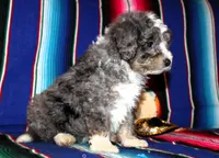 Olivia, a female Miniature Aussiedoodle for sale in Charleston, AR – Photo 5 of 5