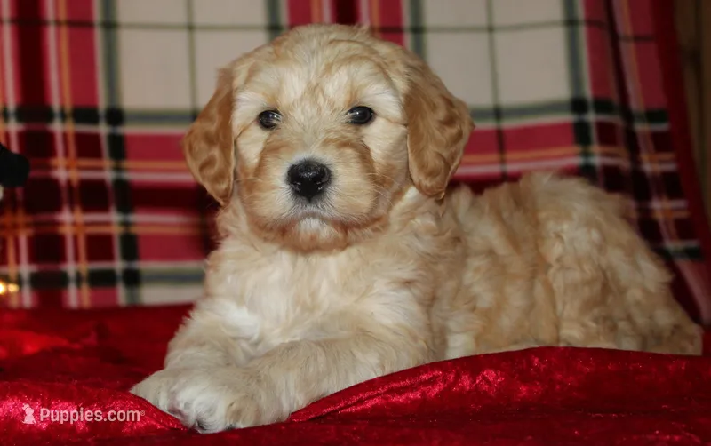 Cheer, a female Goldendoodle for sale in Charleston, AR – Photo 1 of 5