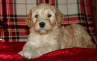 Cheer, a female Goldendoodle for sale in Charleston, AR – Photo 1 of 5