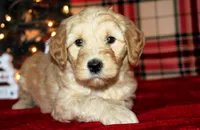 Cheer, a female Goldendoodle for sale in Charleston, AR – Photo 2 of 5
