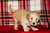 Cheer, a female Goldendoodle for sale in Charleston, AR – Photo 3 of 5