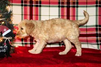 Cheer, a female Goldendoodle for sale in Charleston, AR – Photo 5 of 5