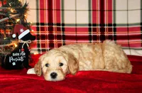 Cheer, a female Goldendoodle for sale in Charleston, AR – Photo 4 of 5