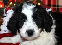 Dancer, a female Aussiedoodle for sale in Charleston, AR – Photo 3 of 6