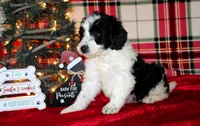 Dancer, a female Aussiedoodle for sale in Charleston, AR – Photo 4 of 6