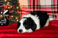 Dancer, a female Aussiedoodle for sale in Charleston, AR – Photo 6 of 6