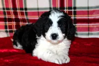 Dancer, a female Aussiedoodle for sale in Charleston, AR – Photo 1 of 6
