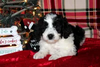 Dancer, a female Aussiedoodle for sale in Charleston, AR – Photo 5 of 6