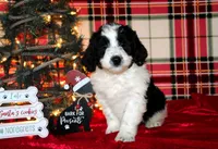 Dancer, a female Aussiedoodle for sale in Charleston, AR – Photo 2 of 6