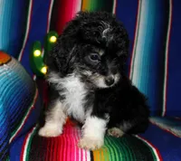 Erin, a female Miniature Aussiedoodle for sale in Charleston, AR – Photo 3 of 5