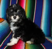 Erin, a female Miniature Aussiedoodle for sale in Charleston, AR – Photo 5 of 5