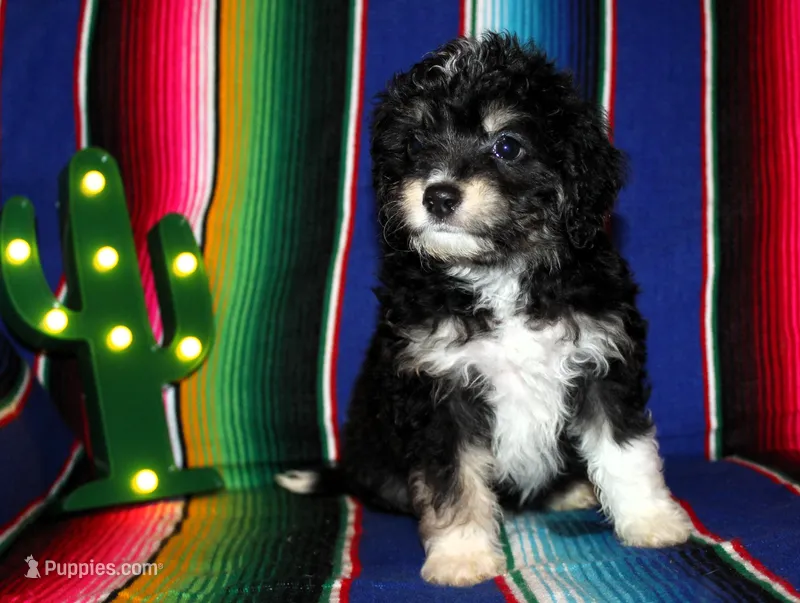 Erin, a female Miniature Aussiedoodle for sale in Charleston, AR – Photo 1 of 5