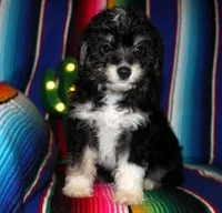Erin, a female Miniature Aussiedoodle for sale in Charleston, AR – Photo 4 of 5