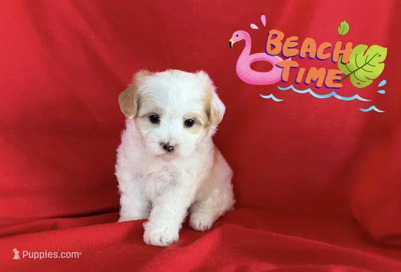No Name  – Maltipoo puppy for sale in San Francisco, CA