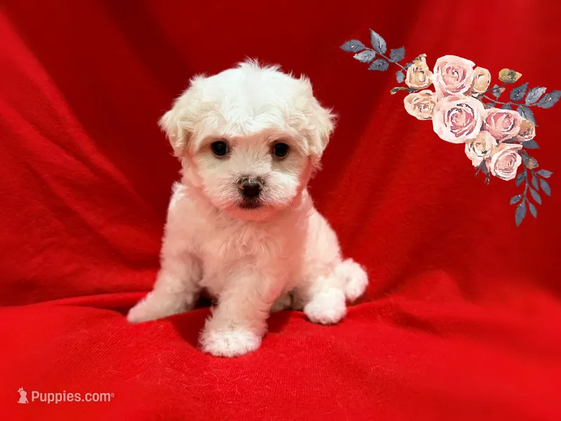 LISA – Maltipoo, Maltese puppy for sale in San Francisco, CA