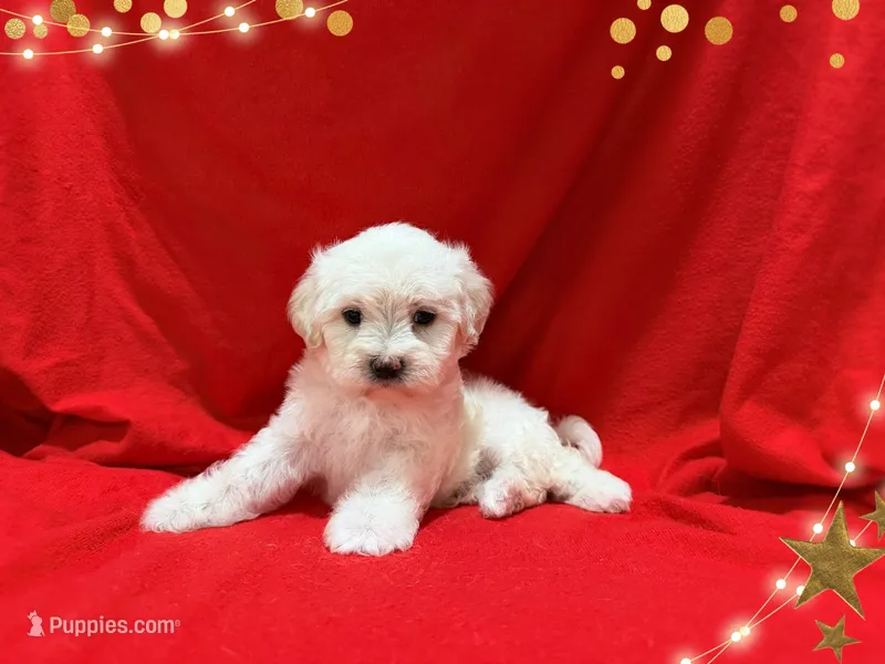 jOHN – Maltipoo, Maltese puppy for sale in San Francisco, CA