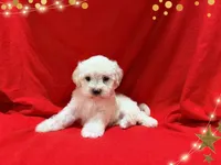 jOHN, a male Maltipoo and Maltese for sale in San Francisco, CA – 1 of 1