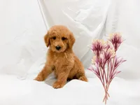 JOHN, a male Poodle - Miniature  for sale in San Francisco, CA – 1 of 1