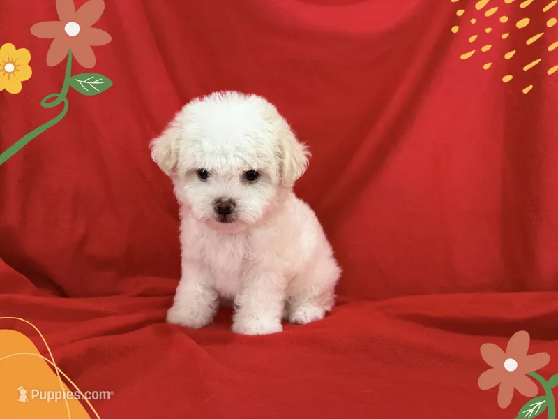 LISA – Maltipoo, Maltese puppy for sale in San Francisco, CA