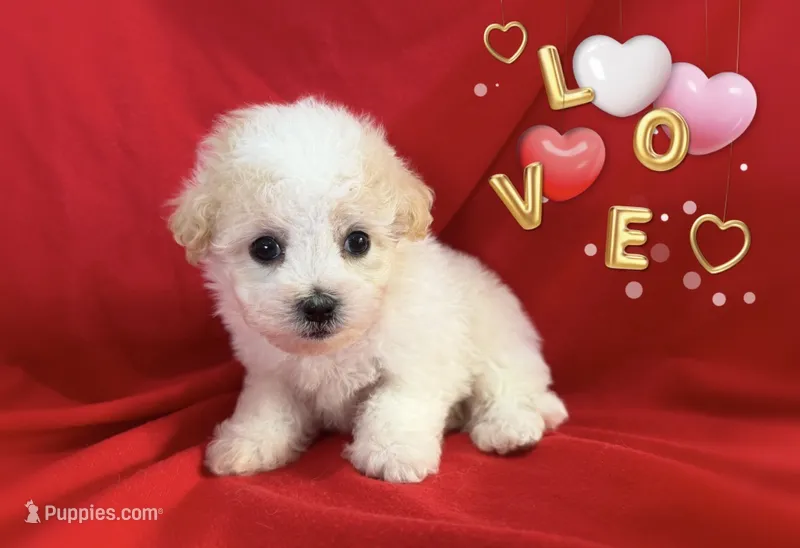no name  – Maltipoo, Maltese puppy for sale in San Francisco, CA