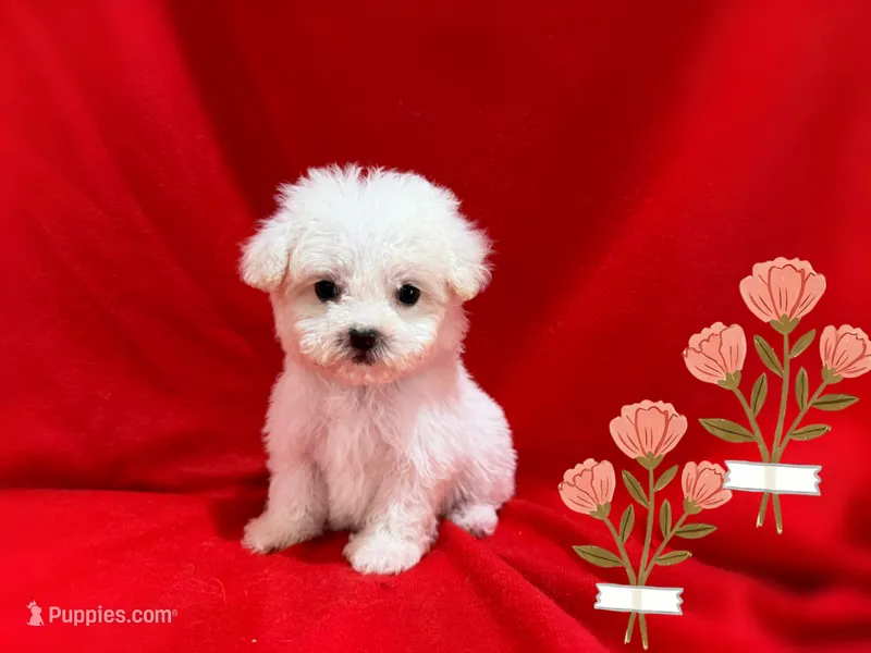 Jenny – Maltipoo puppy for sale in San Francisco, CA