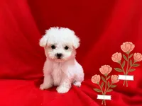 Jenny, a female Maltipoo for sale in San Francisco, CA – 1 of 1