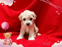 Tom, a male Maltipoo for sale in San Francisco, CA – 1 of 1