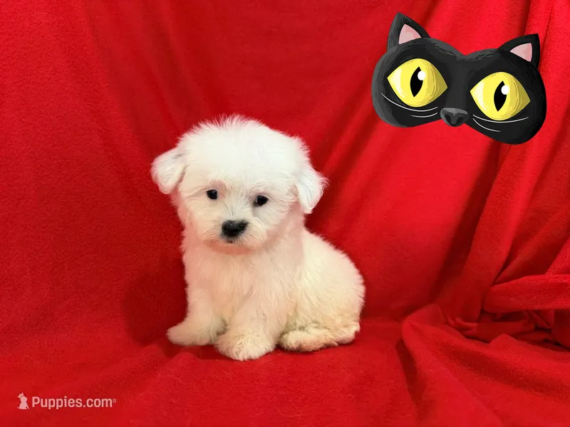 NO NAME  – Maltipoo, Maltese puppy for sale in San Francisco, CA