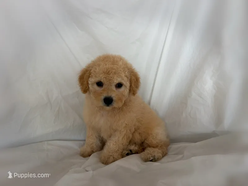 NO NAME – Maltipoo, Maltese puppy for sale in San Francisco, CA