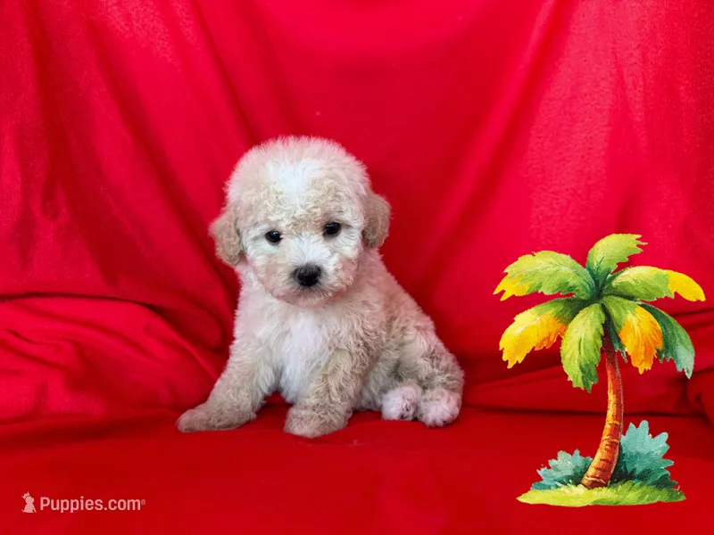 Lisa  – Maltipoo puppy for sale in San Francisco, CA