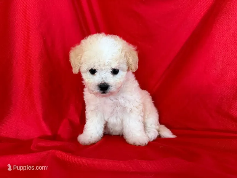 no name  – Maltipoo, Maltese puppy for sale in San Francisco, CA