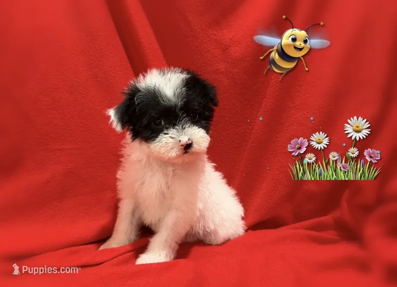 Lisa  – Maltipoo, Poodle - Toy  puppy for sale in San Francisco, CA