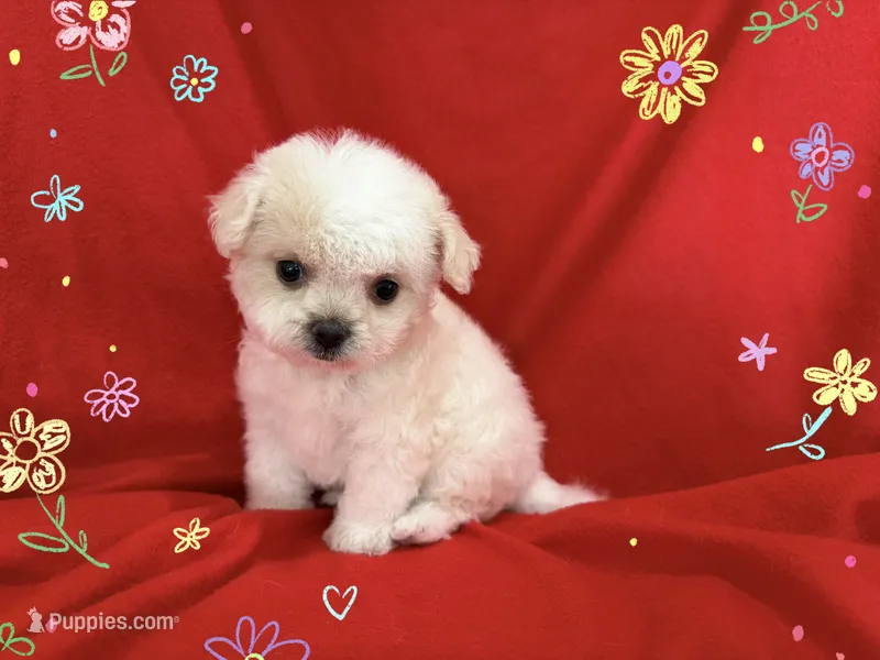 NO NAME  – Maltipoo, Maltese puppy for sale in San Francisco, CA