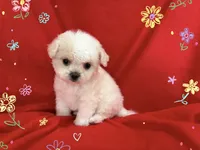 NO NAME , a female Maltipoo and Maltese for sale in San Francisco, CA – 1 of 1
