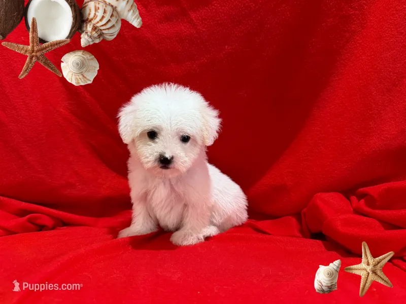 Nick – Maltipoo puppy for sale in San Francisco, CA