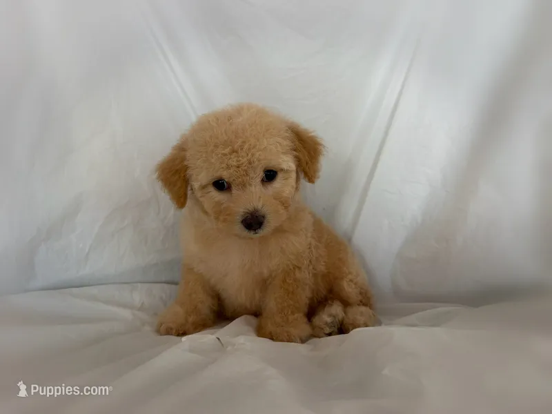 no name  – Maltipoo, Maltese puppy for sale in San Francisco, CA