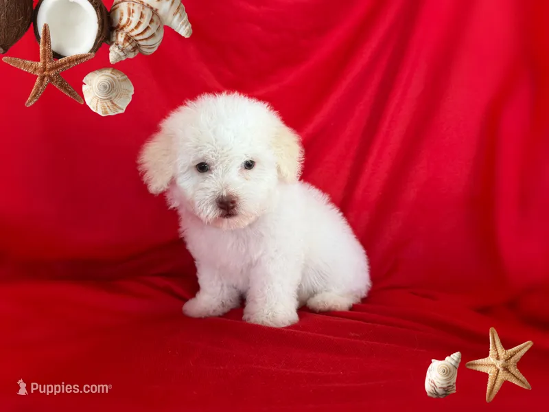 NO NAME  – Maltipoo puppy for sale in San Francisco, CA