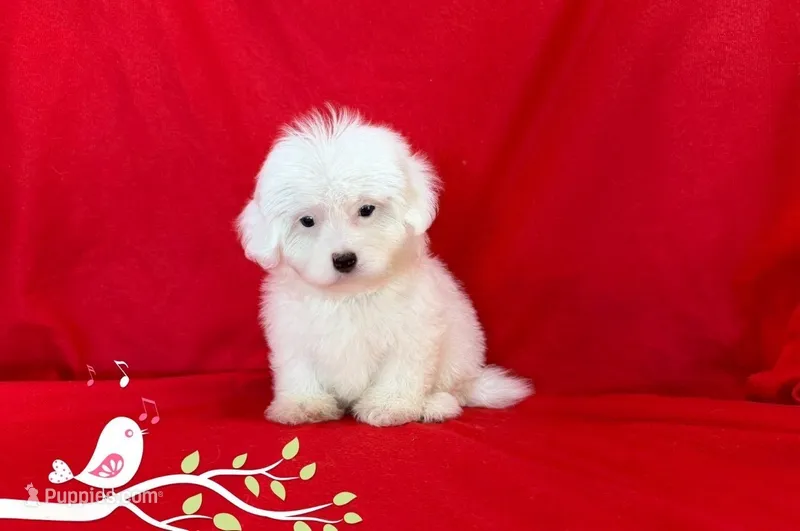NO NAME  – Maltipoo, Maltese puppy for sale in San Francisco, CA
